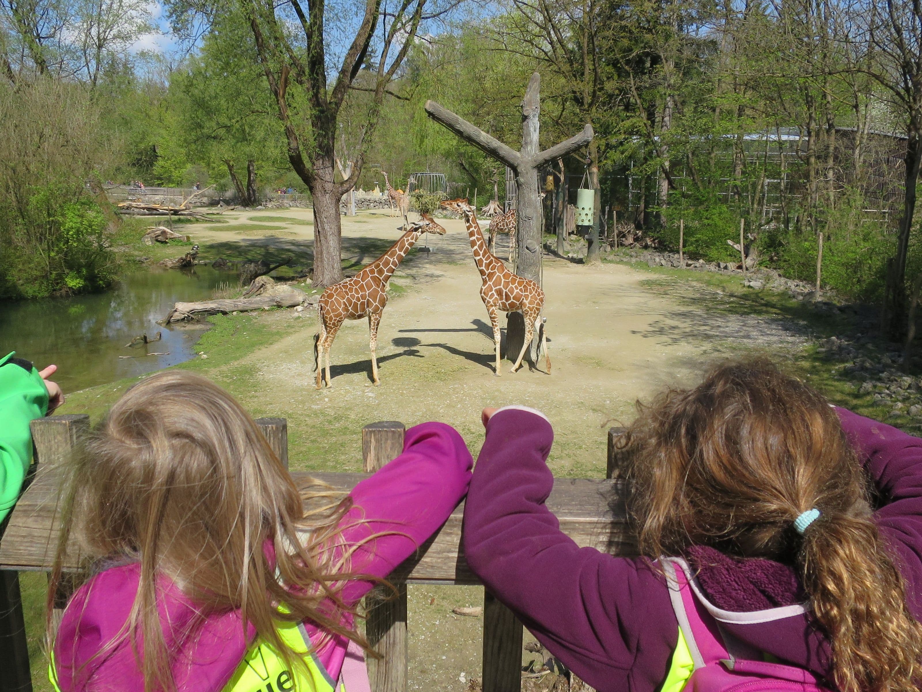 AWo-Kindergarten-Grashuepfer_Zoo